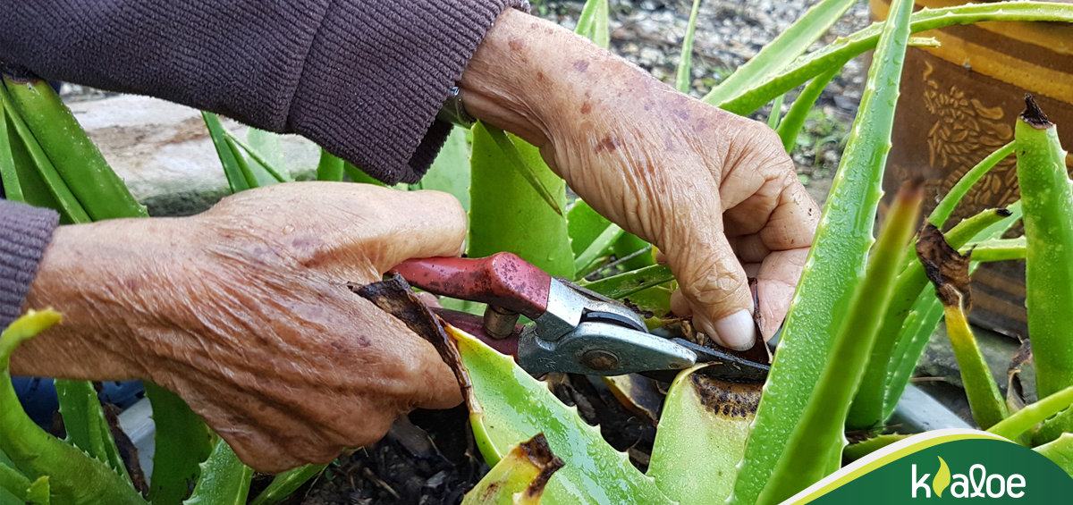 Η Kaloe στηρίζει αποκλειστικά τον Έλληνα παραγωγό αλόης